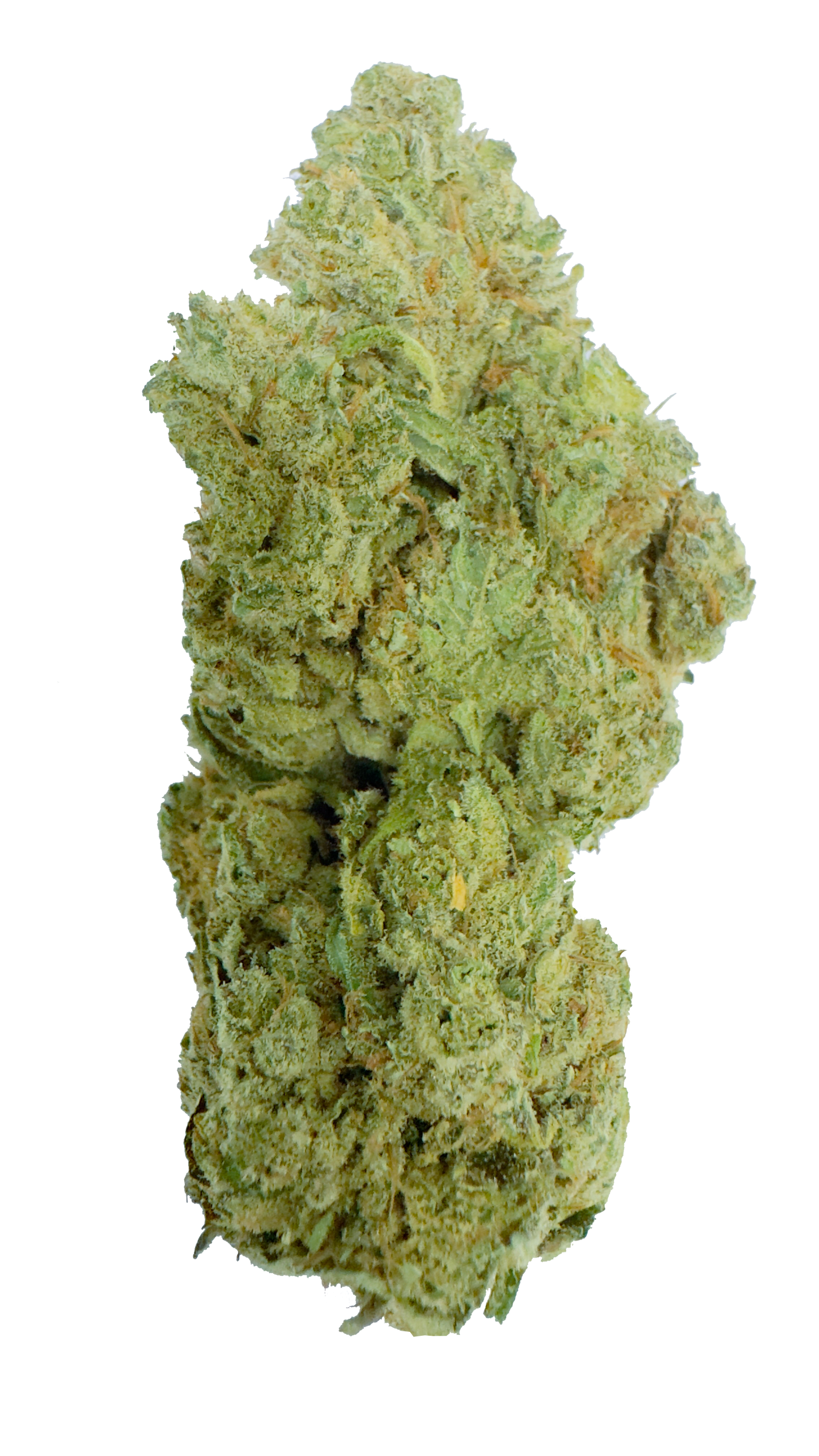 Gusher CBD