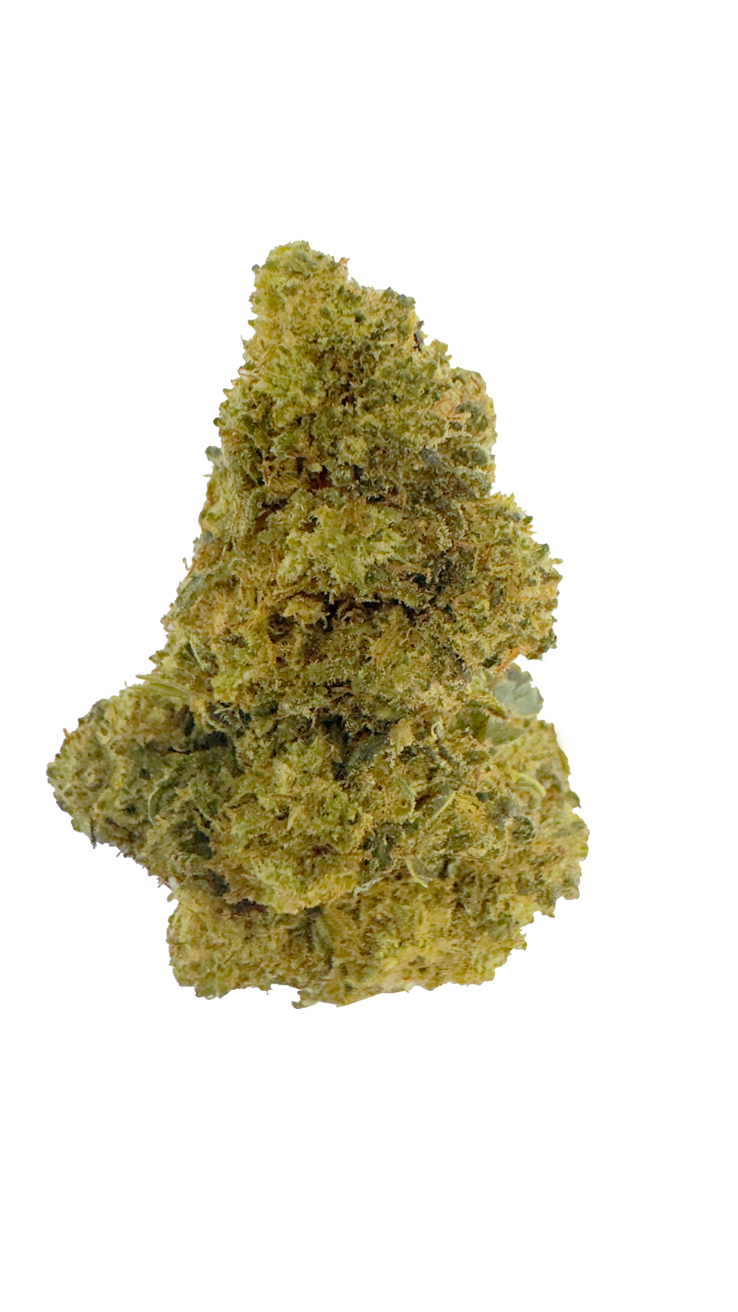 Mango N10